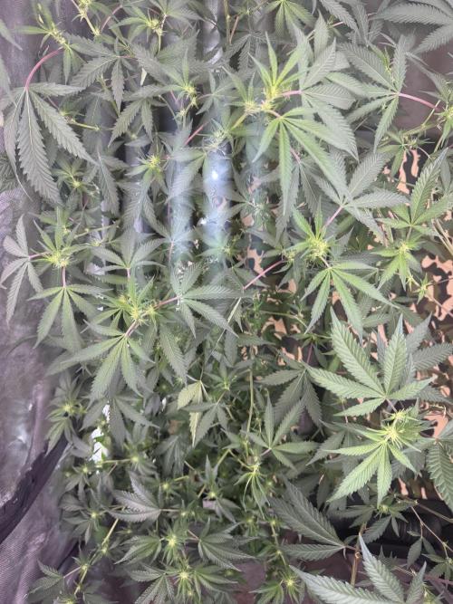 Clone wars - cipher vs compound. Week 4 - Stout pheno A