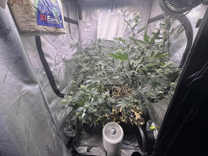 Clone wars - cipher vs compound. Week 5 - My shortest pheno needs to be mono cropped in the future. 
