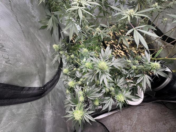 Clone wars - cipher vs compound. Week 5 - Pheno A of glue 31