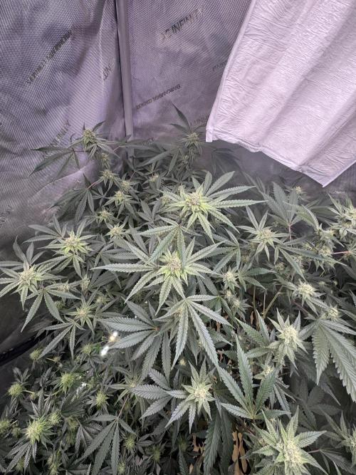 Clone wars - cipher vs compound. Week 5 - Pheno C of glue 31