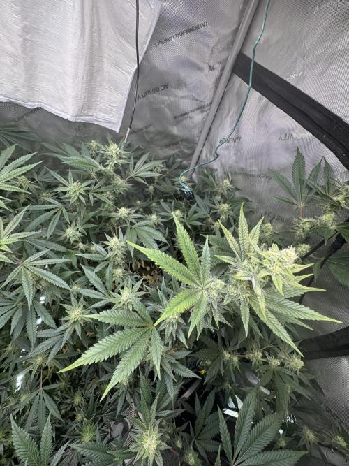 Clone wars - cipher vs compound. Week 5 - Blueberry lobster 
