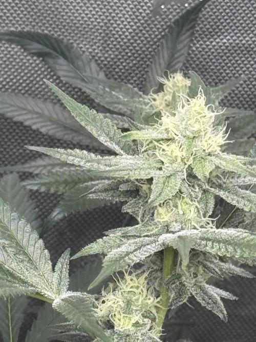 Clone wars - cipher vs compound. Week 5 - Blueberry lobster is unique. Best smelling early flower I’ve had. 