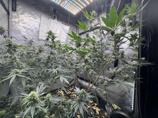Clone wars - cipher vs compound. Week 5 - Thankful they stopped stretching before the light. 