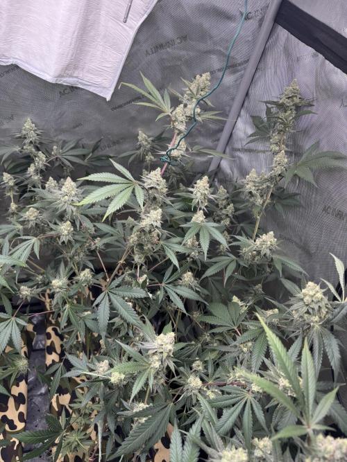 Clone wars - cipher vs compound. Week 6 - Blueberry lobster 