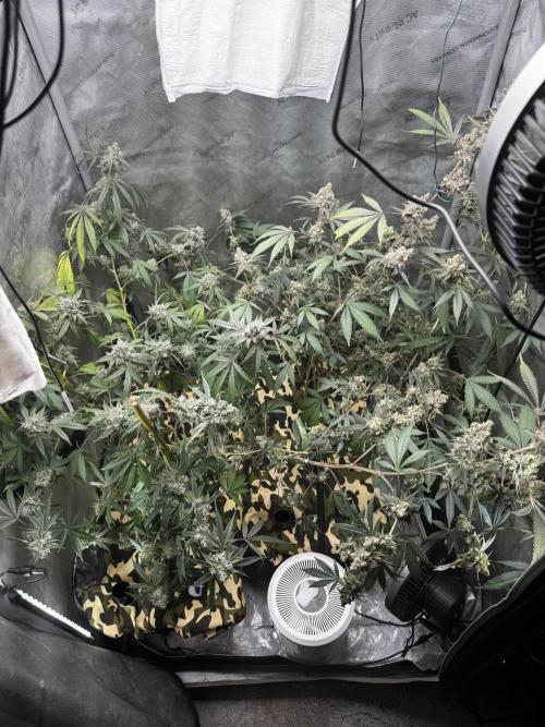 Clone wars - cipher vs compound. Week 10 - Full tent fade. No trellis life 
