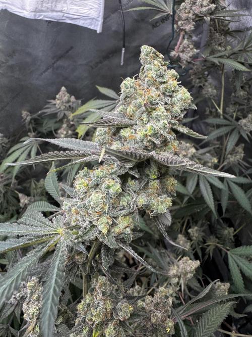 Clone wars - cipher vs compound. Week 10 - Blueberry lobster 