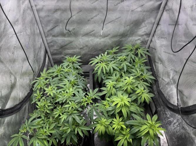 Compound Genetics- Glue 31. Week 1 - Apple fritter bag seat it front right plant