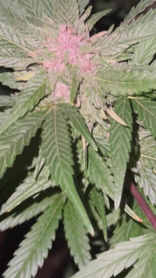 Humboldt vs cookies