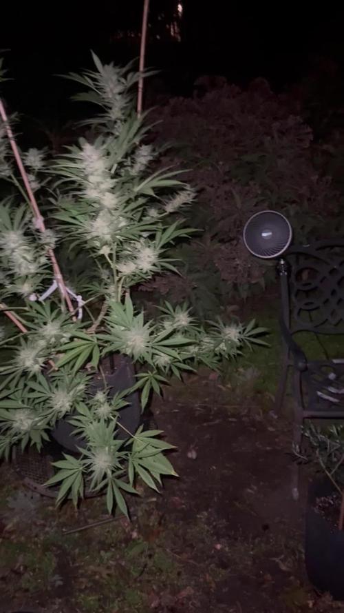 Humboldt vs cookies