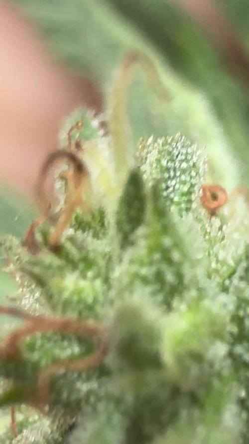 Humboldt vs cookies