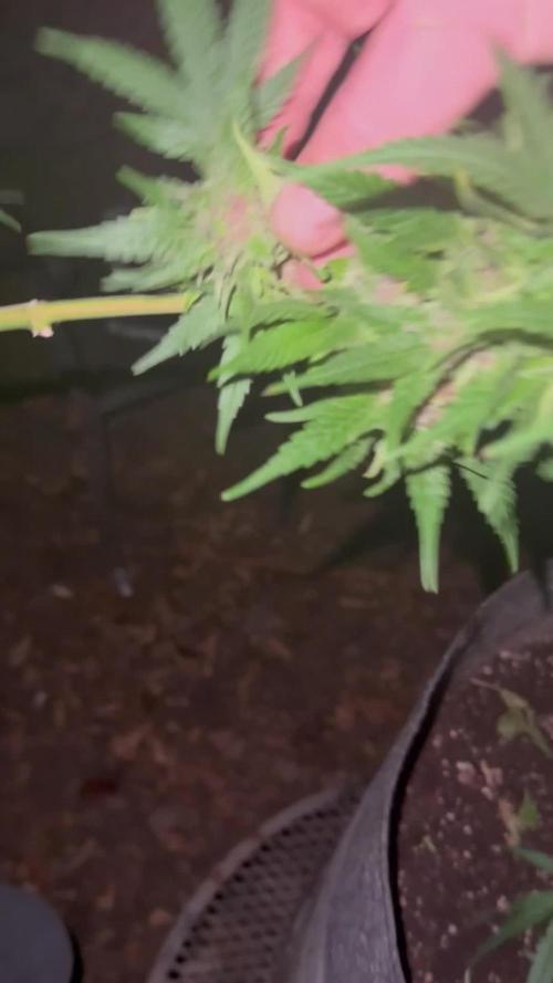 Humboldt vs cookies