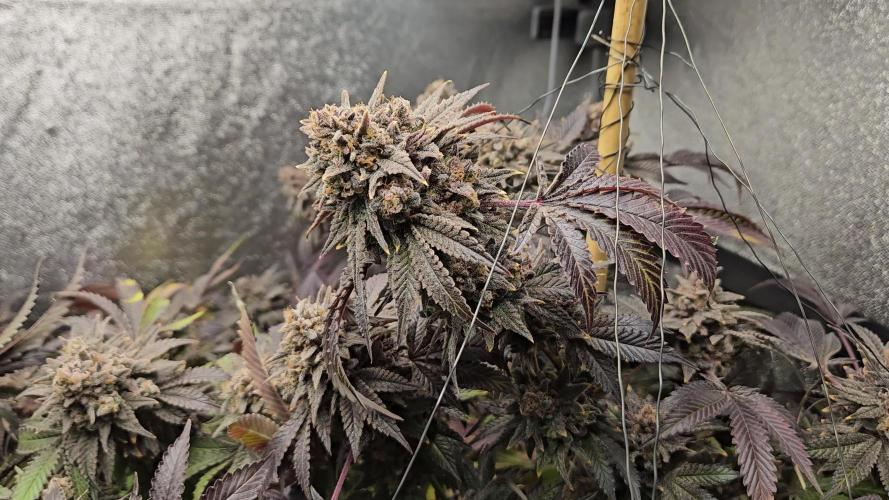 Organic Papaya Sherbert (Papaya {Oni Selection} x Sunset Sherbet)