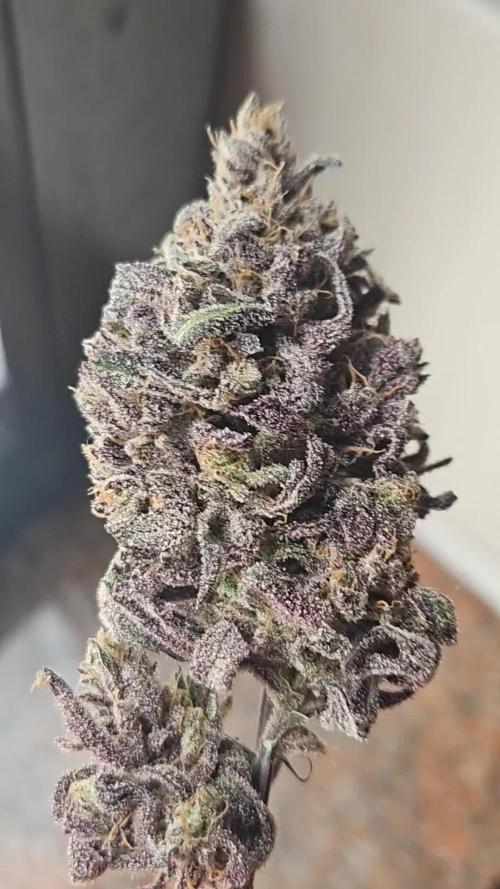 Organic Papaya Sherbert (Papaya {Oni Selection} x Sunset Sherbet)