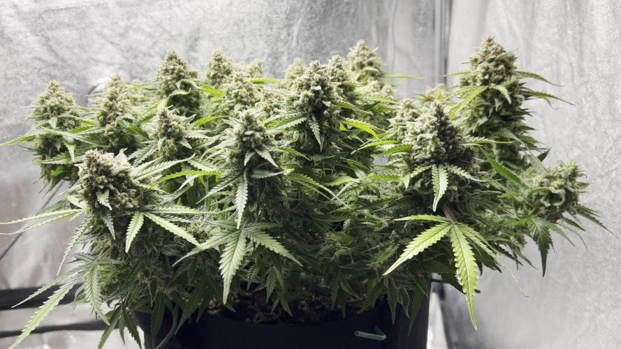 TPB new FastBuds Strains