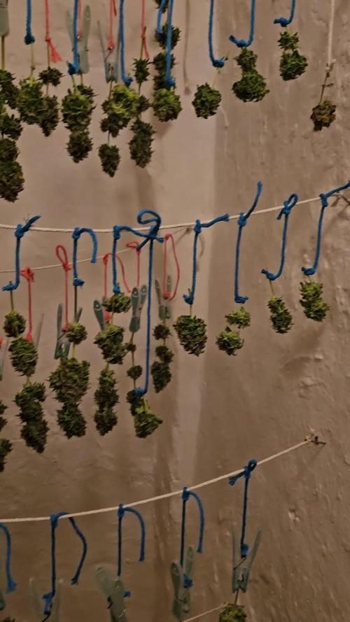 Norther Light/ Sticky Beast First Grow ever!!!