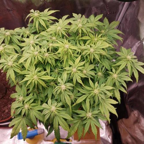 Blueberry Auto #1. Week 8 - Day 50