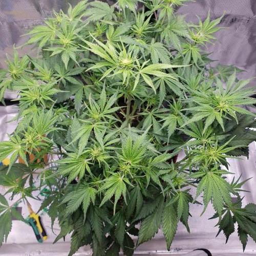 Tropicana Cookies Auto #1. Week 6 - Day 42