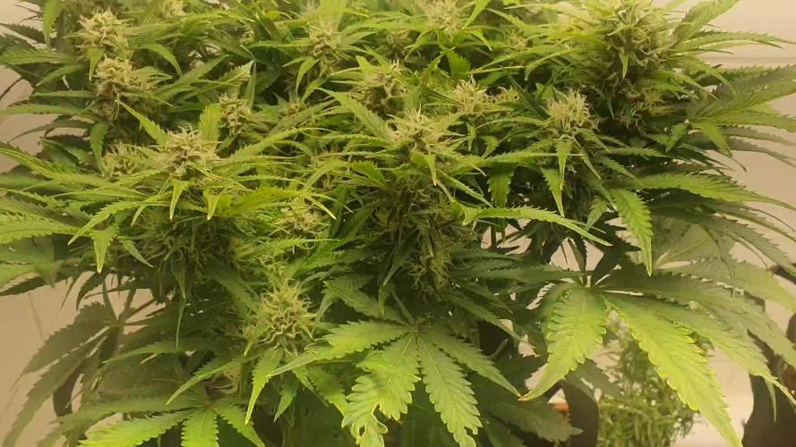 Lava Cake Auto #2