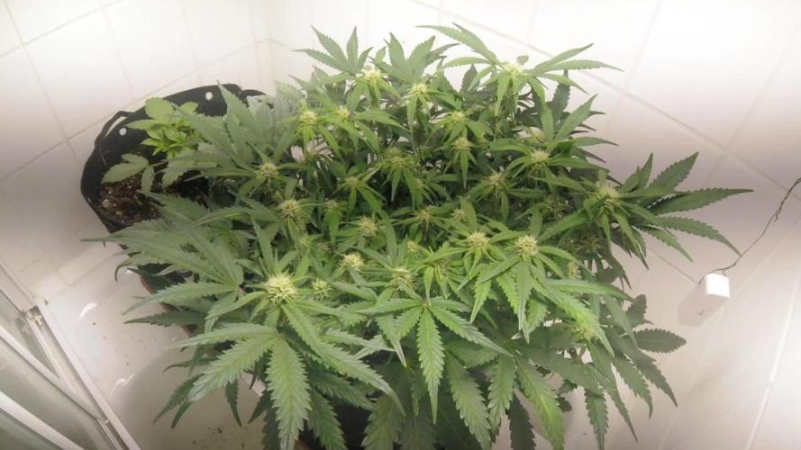 OG Kush Auto #1