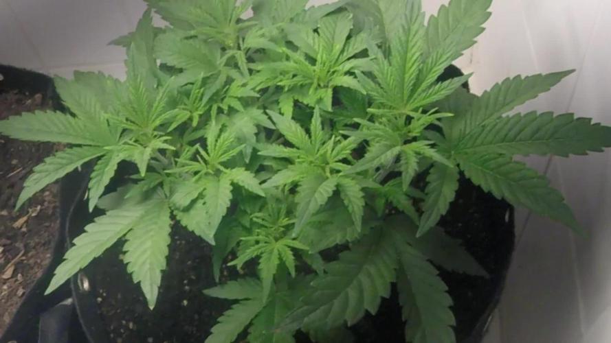 Amnesia Haze Auto #1