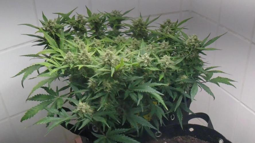 OG Kush Auto #1