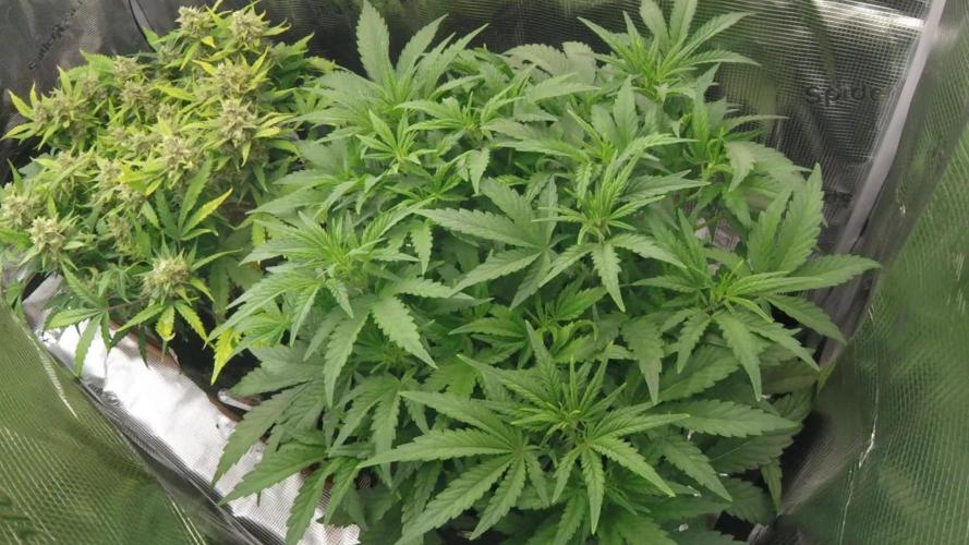 Amnesia Haze Auto #1