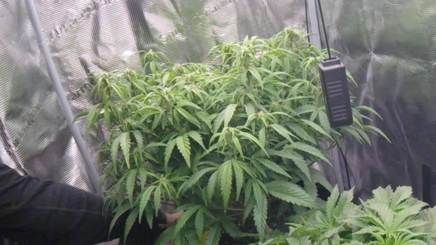 Amnesia Haze Auto #1