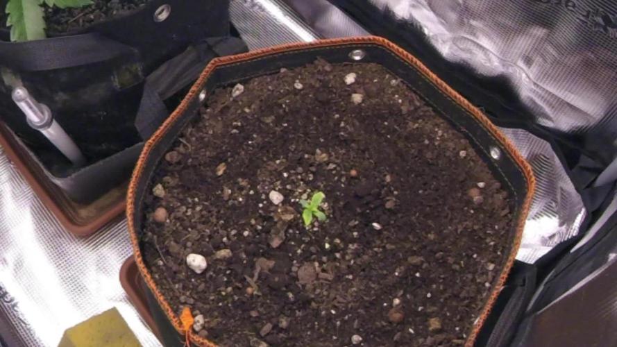 Blueberry Auto #1