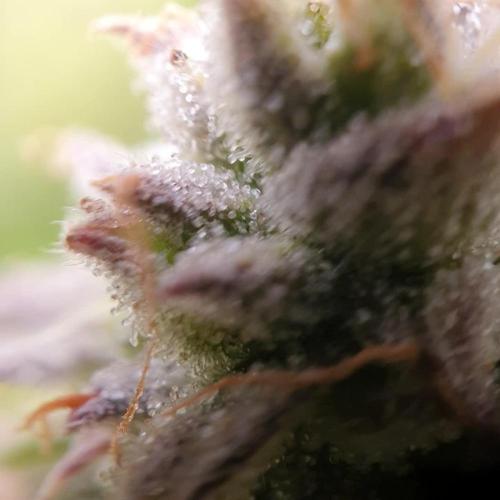 Amnesia Haze Auto #1