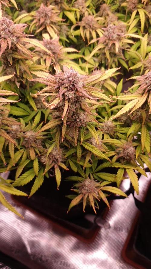 Amnesia Haze Auto #1