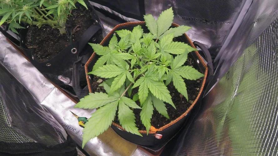 Blueberry Auto #1