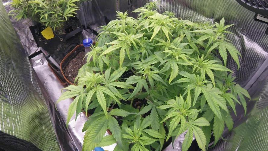 Blueberry Auto #1