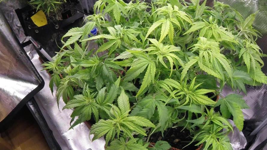 Orange Sherbet Auto #1