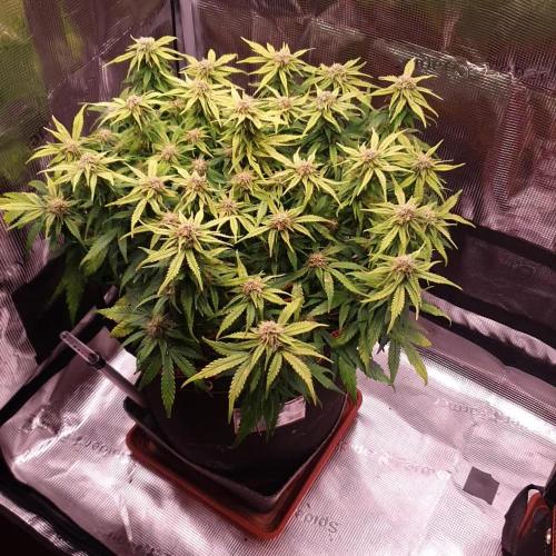 Blueberry Auto #1