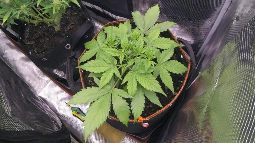 Blueberry Auto #1