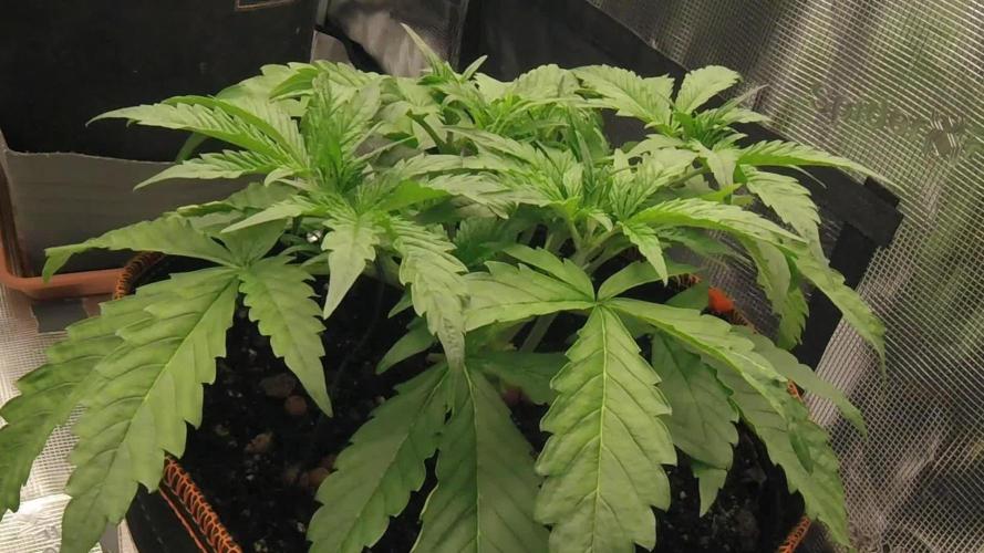 Gorilla Z Auto #1