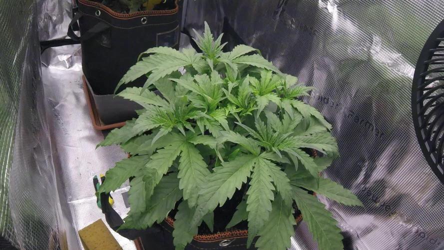Gorilla Z Auto #1