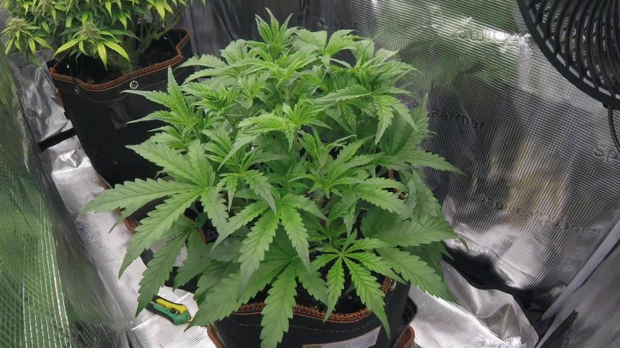 Gorilla Z Auto #1