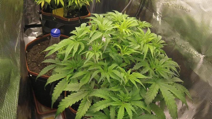 Gorilla Z Auto #1