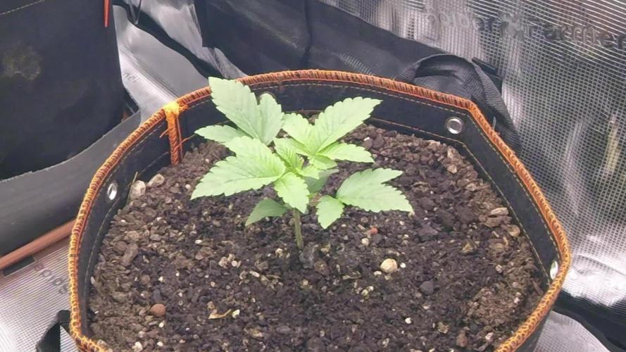 Amnesiea Haze Auto #2