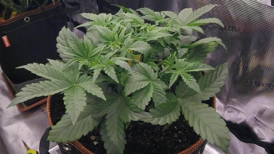 Amnesiea Haze Auto #2