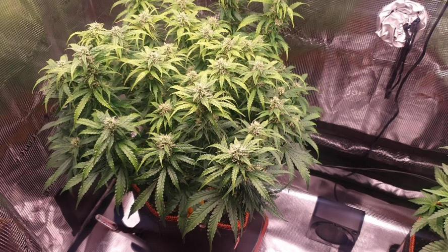 Gorilla Z Auto #1
