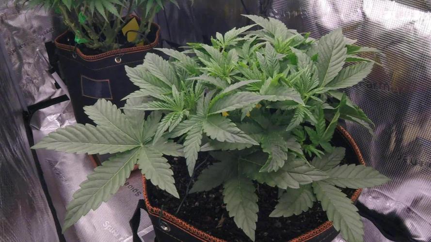 Amnesiea Haze Auto #2