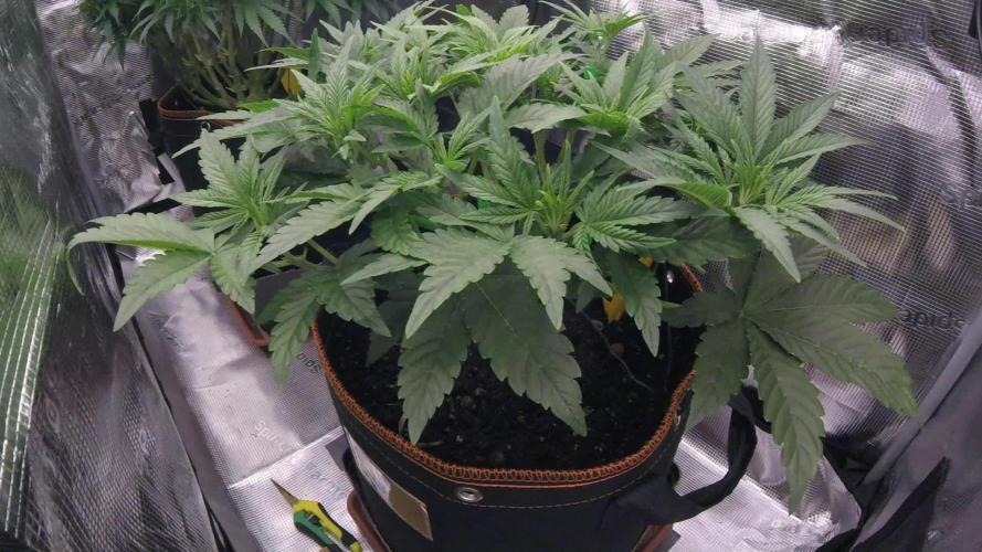 Amnesiea Haze Auto #2