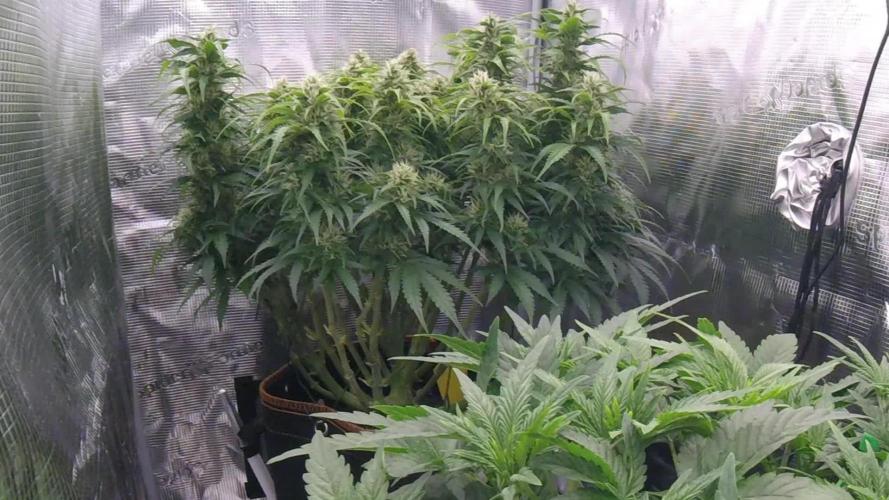 Gorilla Z Auto #1