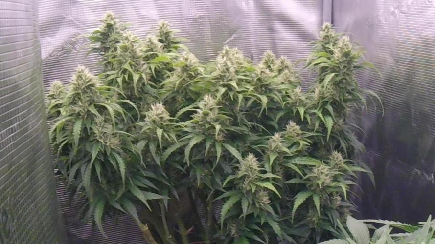 Gorilla Z Auto #1