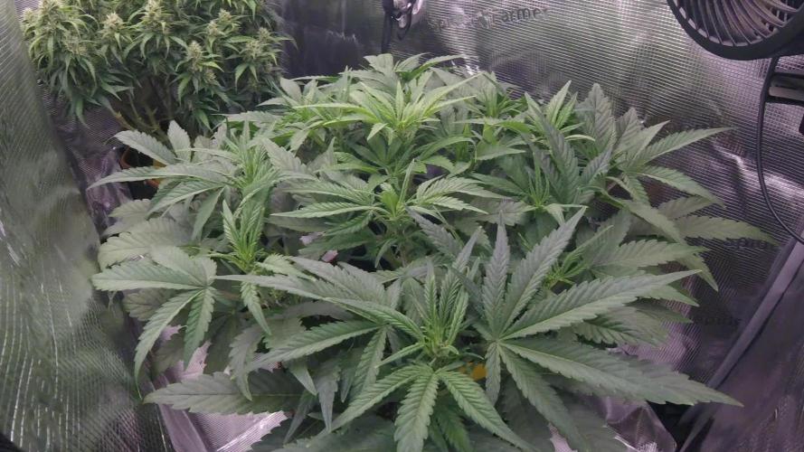 Amnesiea Haze Auto #2