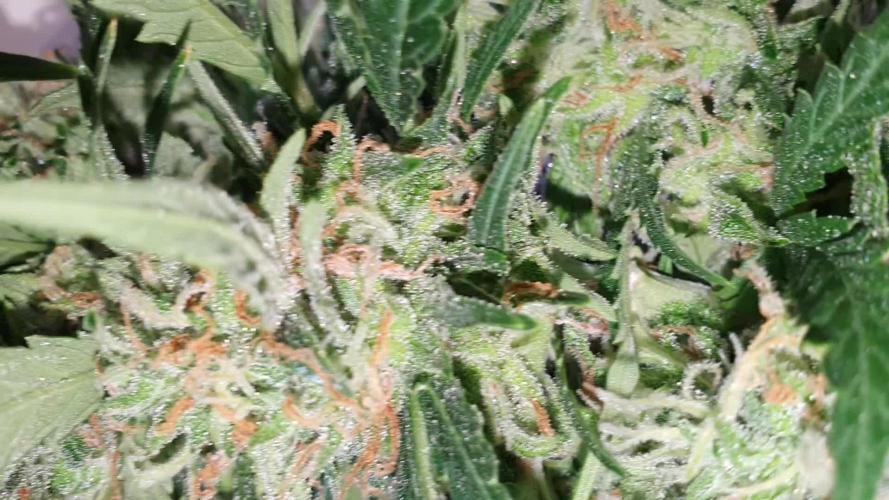 Gorilla Z Auto #1
