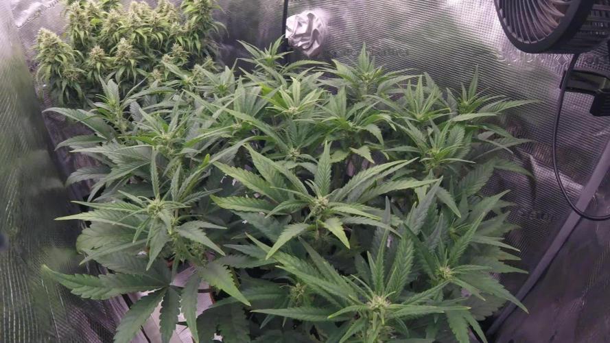 Amnesiea Haze Auto #2