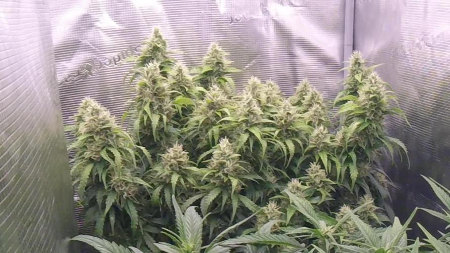 Gorilla Z Auto #1